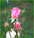 Trandafir roz cu boboci 