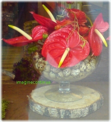 Aranjament cu flori de Anthurium