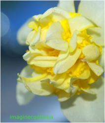 Narcisa alb cu galben 2