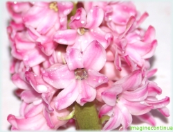 Zambila roz ( Hyacinthus orientalis)
