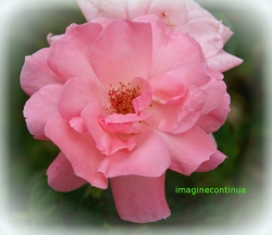 Trandafiri roz 