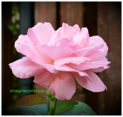 Trandafir roz 
